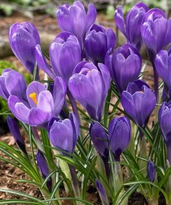 Blue Moon Dutch Crocus Mix -Outdoor Garden Care Shop blue moon dutch crocus mix bunch