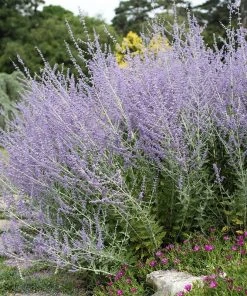 Blue Spires Russian Sage
