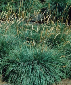 Blue Sprite Koeleria