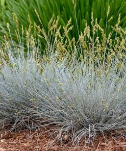 Blue Whiskers Fescue Grass