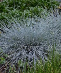 Blue Whiskers Fescue Grass -Outdoor Garden Care Shop blue whiskers fescue grass 3