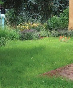 Hachita Blue Grama Grass Plugs 9 Hachita Blue Grama Grass Plugs -Outdoor Garden Care Shop blue grama buffalo grass