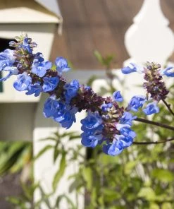 Blue Spike Salvia -Outdoor Garden Care Shop bog sage salvia uliginosa cropped 1