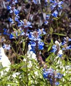 Blue Spike Salvia
