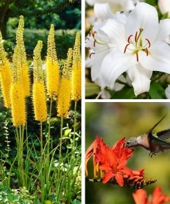 Bold & Hardy Summer Blooms Bulb Collection -Outdoor Garden Care Shop bold hardy summer blooms spring bulb collection spring