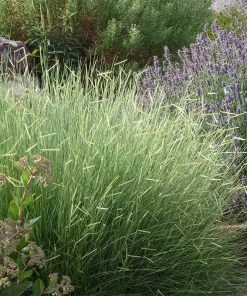 Blonde Ambition Blue Grama Grass -Outdoor Garden Care Shop bouteloua blonde ambition english lavender sedums