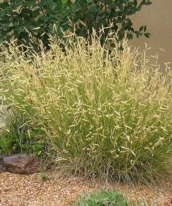 High Country Gardens Signature Collection -Outdoor Garden Care Shop bouteloua blonde ambition garden