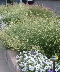 Blonde Ambition Blue Grama Grass -Outdoor Garden Care Shop bouteloua blonde ambition 1