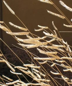 Blonde Ambition Blue Grama Grass -Outdoor Garden Care Shop bouteloua gracilis b ambition close up seed heads winter