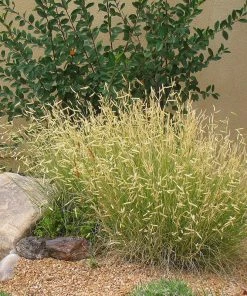 Blonde Ambition Blue Grama Grass -Outdoor Garden Care Shop bouteloua blonde ambition in landscape 1
