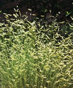 Blonde Ambition Blue Grama Grass