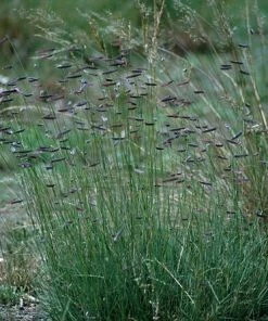 Hachita Blue Grama Grass Plugs 7 Hachita Blue Grama Grass Plugs -Outdoor Garden Care Shop bouteloua gracilis hachita3 1