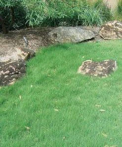 UC Verde® Buffalo Grass Plugs -Outdoor Garden Care Shop buchloe dactyloides uc verde 27058 2 web 1