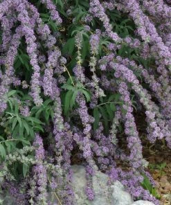 Silver Spring Blooming Butterfly Bush (Buddleia)