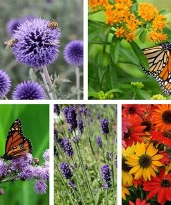 Butterfly & Bee-Friendly Collection For The West -Outdoor Garden Care Shop butterfly bee friendly collection 10 19 23
