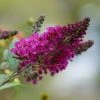 Buzz® Hot Raspberry Butterfly Bush (Buddleia)