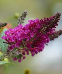 Buzz® Hot Raspberry Butterfly Bush (Buddleia)