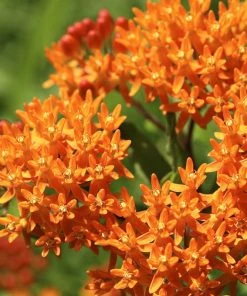 Butterfly Weed -Outdoor Garden Care Shop butterfly weed 2