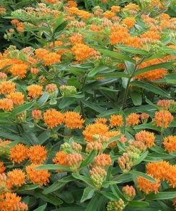 Butterfly Weed -Outdoor Garden Care Shop butterfly weed 4