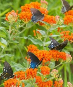 Butterfly Weed