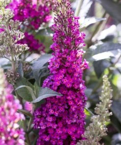 Buzz® Hot Raspberry Butterfly Bush (Buddleia) -Outdoor Garden Care Shop buzz hot raspberry butterfly bush buddleia flower