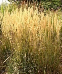 Summer Dreams Pre-Planned Garden 14 Summer Dreams Pre-Planned Garden -Outdoor Garden Care Shop calamagrostis acutiflora karl foerster grass 3 2