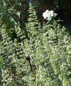 White Cloud Calamintha