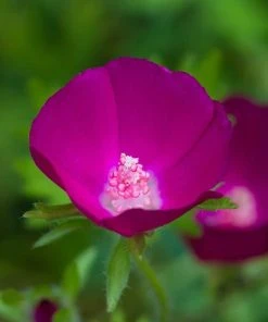 Purple Poppy Mallow (Callirhoe) -Outdoor Garden Care Shop callirhoe closeup cropped 19 1 1