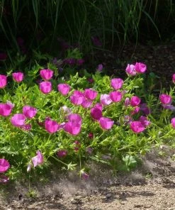 Purple Poppy Mallow (Callirhoe)