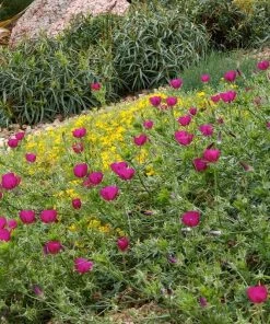 Purple Poppy Mallow (Callirhoe) -Outdoor Garden Care Shop callirhoe involucrata pkant select cropped 1