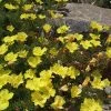 Sundrops (Calylophus)