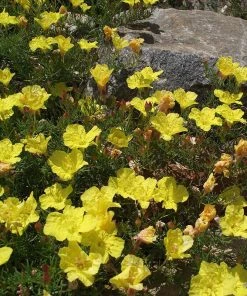 Sundrops (Calylophus)