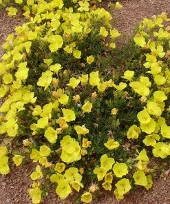 Sundrops (Calylophus) -Outdoor Garden Care Shop calylophus drummondii 3