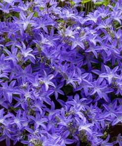Blue Waterfall Bellflower (Campanula)