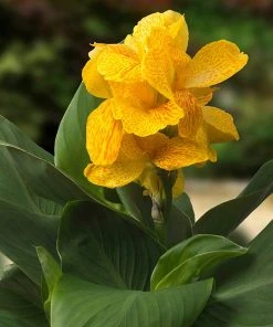 CannaSol™ Happy Emily® Canna Lily