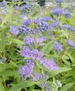 Butterfly Paradise Pre-Planned Cottage Garden -Outdoor Garden Care Shop caryopteris dark knight blue blooms shrub