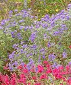 Dark Knight Caryopteris -Outdoor Garden Care Shop caryopteris dark knight bush