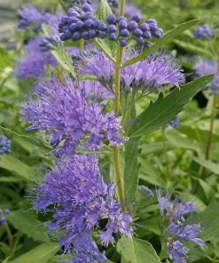 Dark Knight Caryopteris