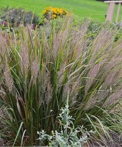 Caspian Feather Reed Grass