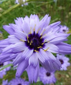 Cupid's Dart (Catanache)