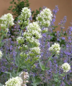 White Valerian (Centranthus)