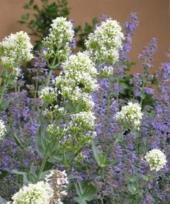Rosy Trio Valerian Collection (Centranthus) -Outdoor Garden Care Shop centranthus ruber albus and nepeta 1