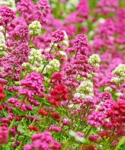 Rosy Trio Valerian Collection (Centranthus)