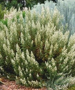 Fernbush (Chamaebatiaria) -Outdoor Garden Care Shop chamaebatiaria millefolium1 e1429115753588cropped 4