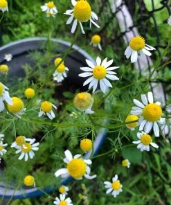 Alternative Lawn Wildflower Seed Mix -Outdoor Garden Care Shop chamomile potted