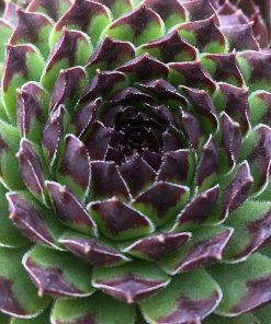 Chick Charms® Appletini™ Hens And Chicks -Outdoor Garden Care Shop chick charms appletini hens and chicks 2