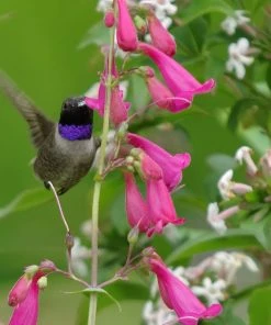 Hummingbird Attracting Collection For The West -Outdoor Garden Care Shop coconino county salvia credit emmis oure