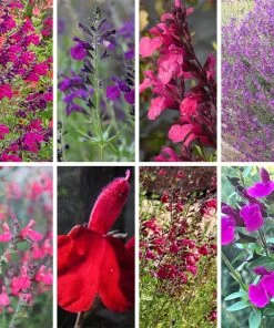 Cold Hardy Rainbow Salvia Collection -Outdoor Garden Care Shop cold hardy rainbow salvia coll 10 18 23