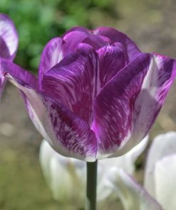 Colorado Proud Triumph Tulip