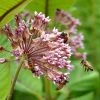 Common Milkweed